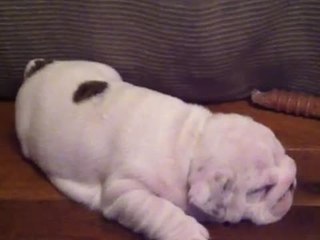 Bulldog Puppy Barks In His Sleep!