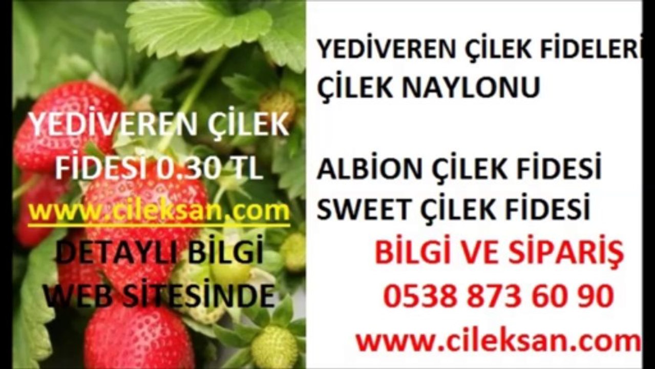 çilek fidesi fiyatı,çilek fidesi fiyatları,çilek-fidesi-fiyatları