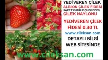 ÇİLEK FİDESİ,çilek-fidesi,çilek_fidesi