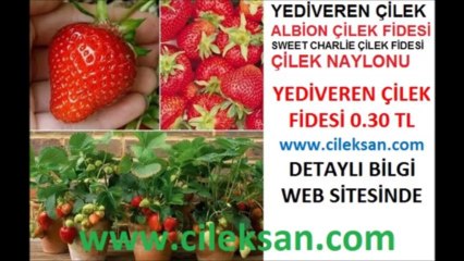 çilek_fidesi,çilek_fidesi,çilek fidesi,yediveren çilek fidesi