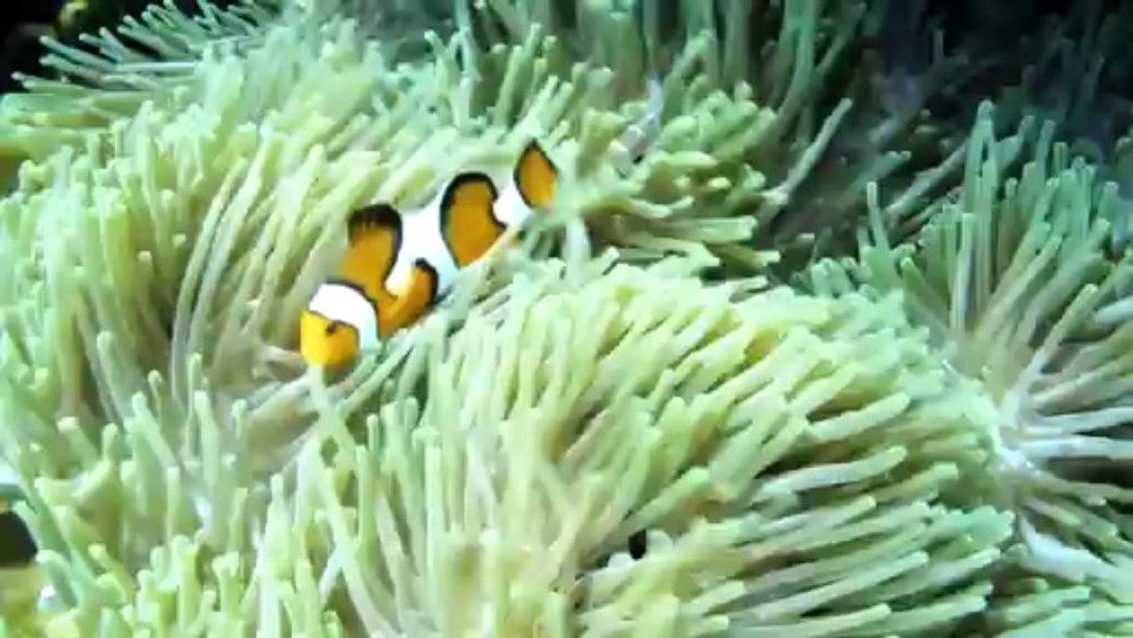 Similan Island - Phang Nga So Much Fun