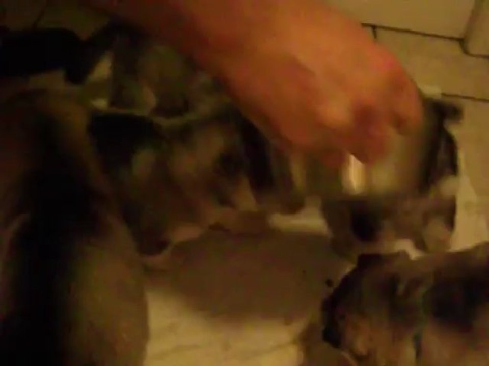 1er bouillie et 1er rappel