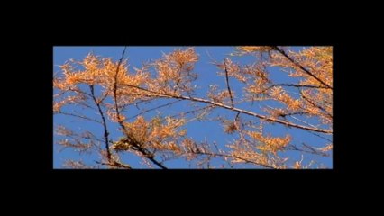 LES OISEAUX DE L'ETANG DE BIGUGLIA (CORSE)