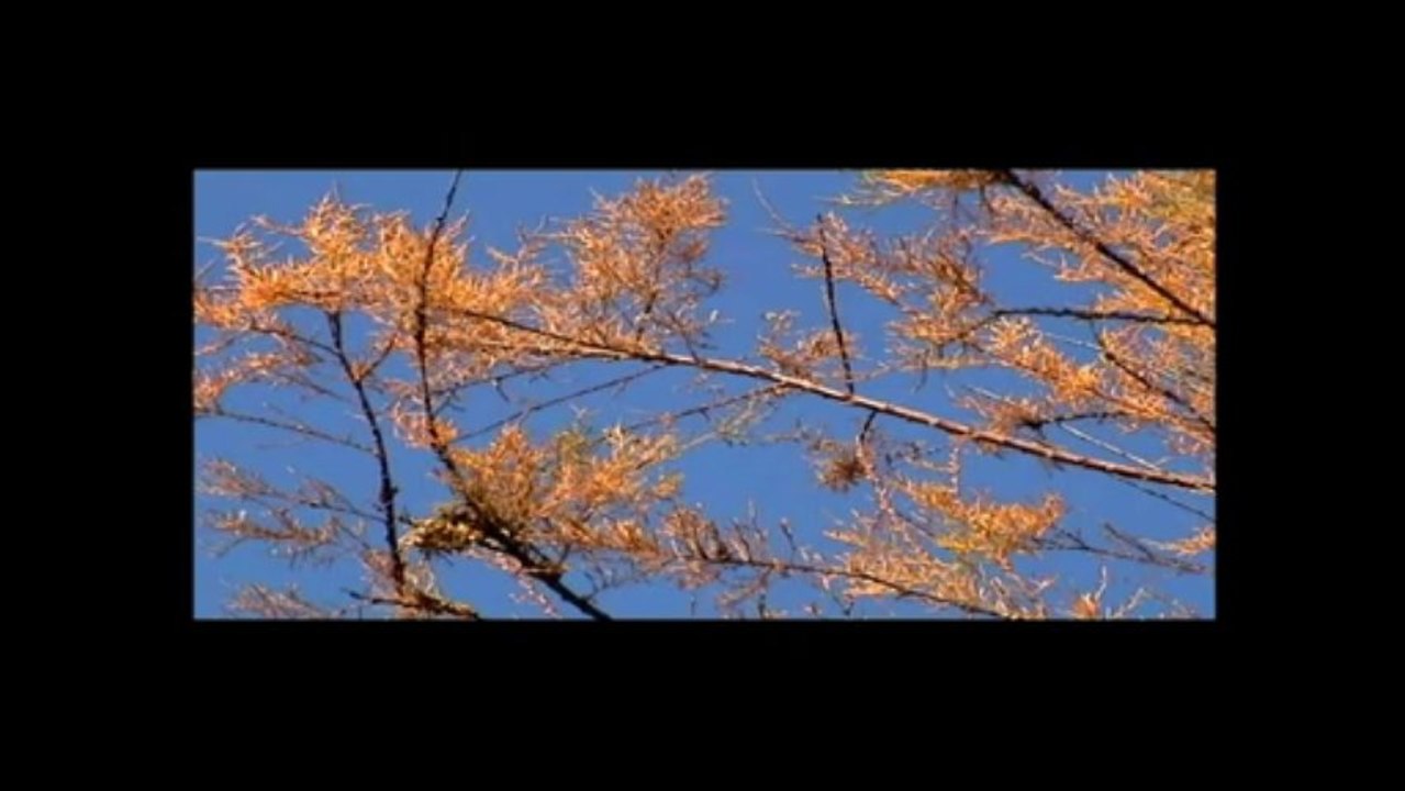 LES OISEAUX DE L'ETANG DE BIGUGLIA (CORSE)