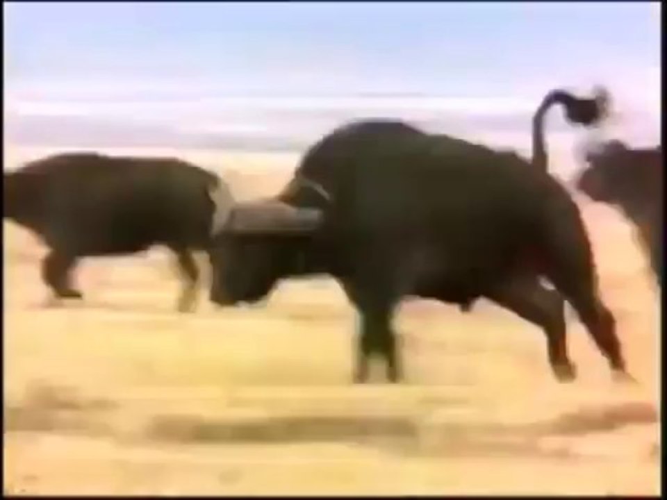 Belgesel - Aslanlar ve Bufalo Avı Belgeseli