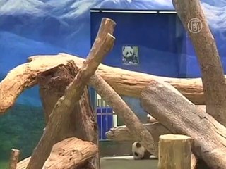 Метро в Тайване разукрасили пандами