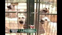 Bu işte Para Çok - Türk Çoban Köpeği