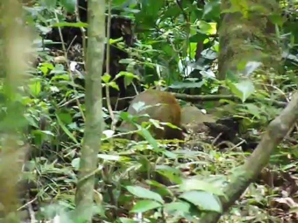 Agouti