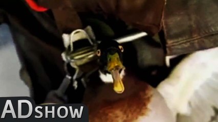 Plane crash: A duck as parachute