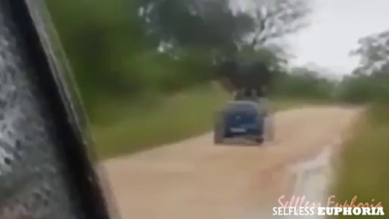 Elephant Rolls Tourist Car at Kruger National Park