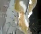 Hain Köpek Kediyi Suya Atıyor Komik Video İzle Kedi Ve Köpek