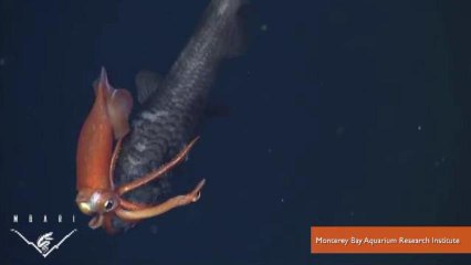 Squid and Fish Locked in Hour-Long Deep-Sea Deathmatch