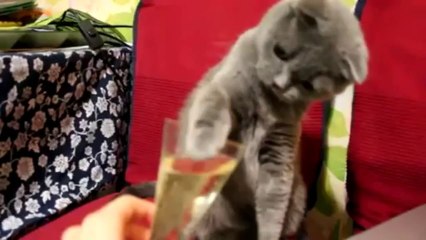 Le petit chat qui aime le Champagne1