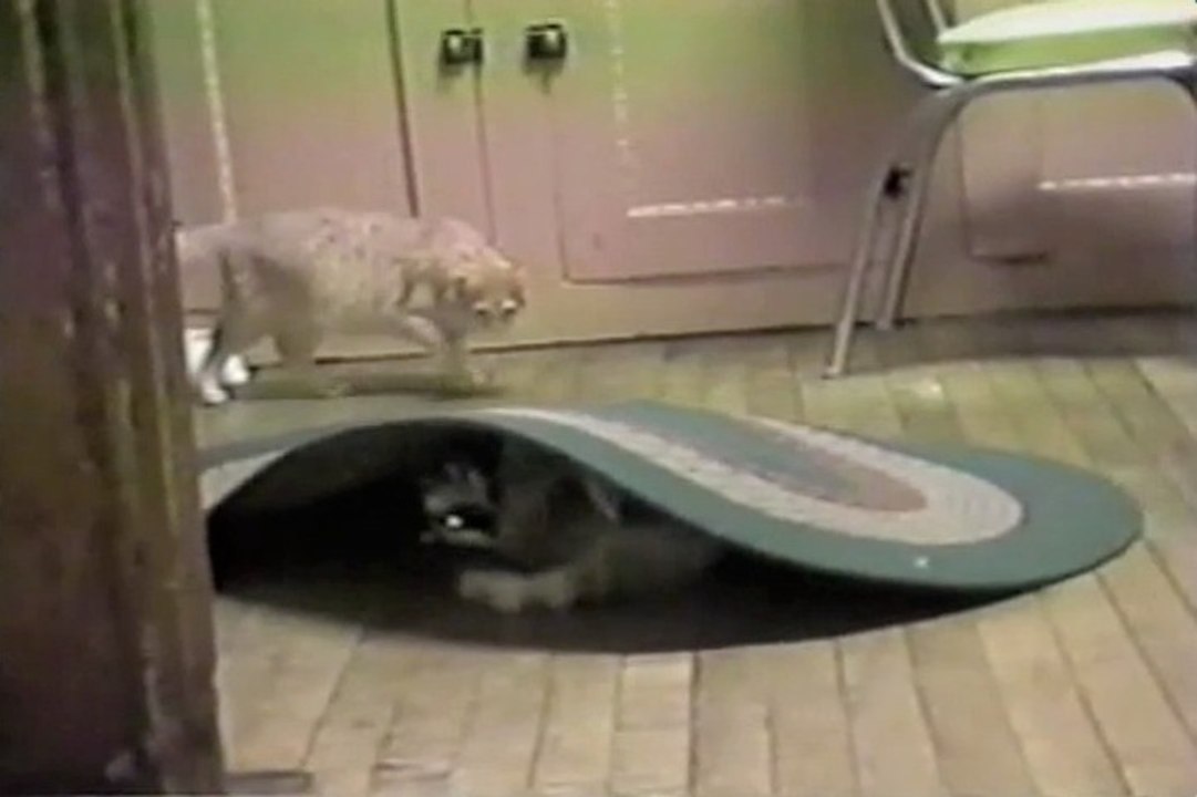 Raccoon and the Magic Carpet