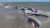 Stranded whales in New Zealand euthanised