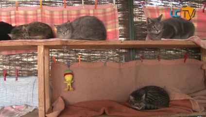 LCTV - L'Association des 4A de La Ciotat vient en aide aux chats