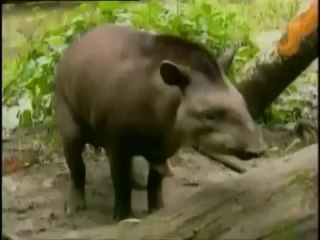 hayvanların çiftleşmeleri (doğal ortam) komik.flv