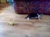 ilk defa iguana gören masum kedi (çok komik)