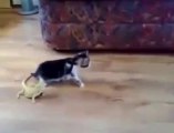 ilk defa iguana gören masum kedi çok komik)