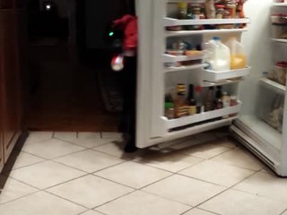 Dog Gets Beer From the Fridge