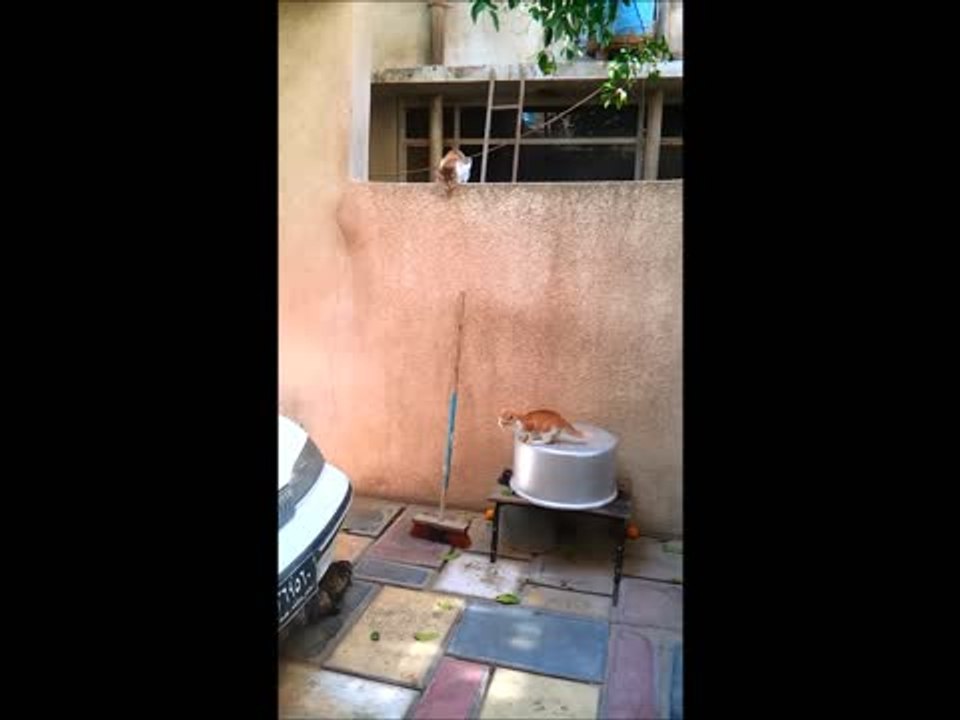 Kitten Fails Big Jump Attempt!