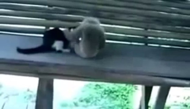 Maymun ve Kedi Çok Komik Video