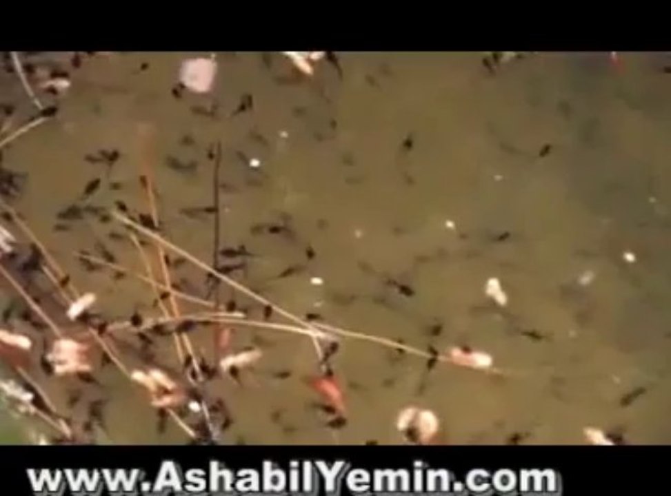 Küçük Kurbağa Çocuk Şarkısı Little Frog Song