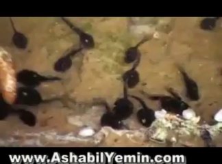 Küçük Kurbağa Çocuk Şarkısı Little Frog Song_2