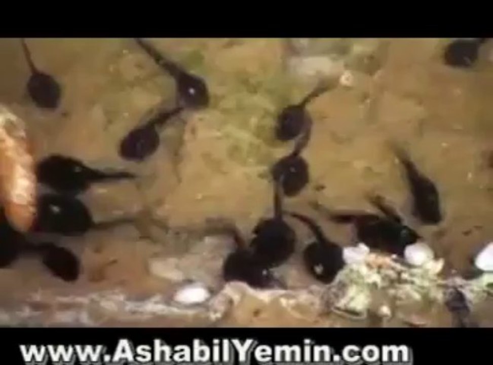 Küçük Kurbağa Çocuk Şarkısı Little Frog Song_2