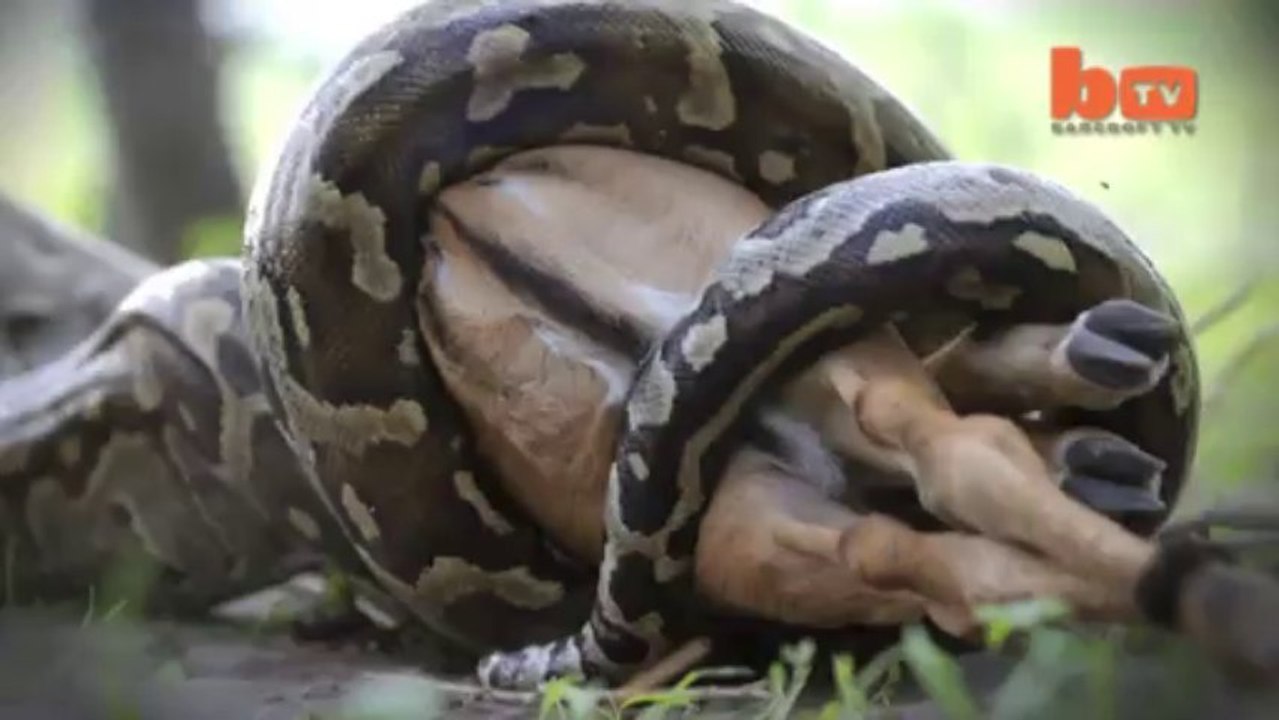 Python Caught On Camera Devouring Impala