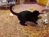 niedlichen Katzen lustige Videos