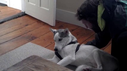 Funny Husky Says No To Go To Kennel