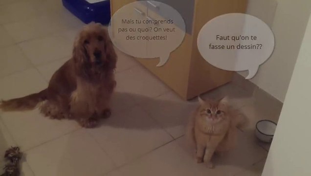 vidéo drôle chien et chat trop mignons