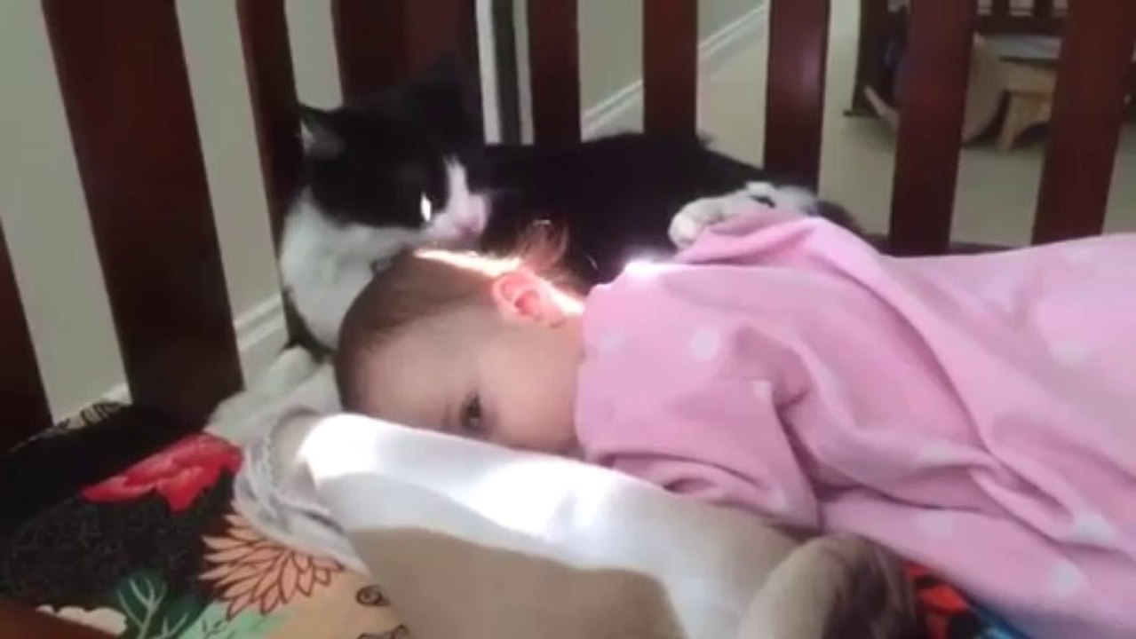 Un chat lave la tete de bébé