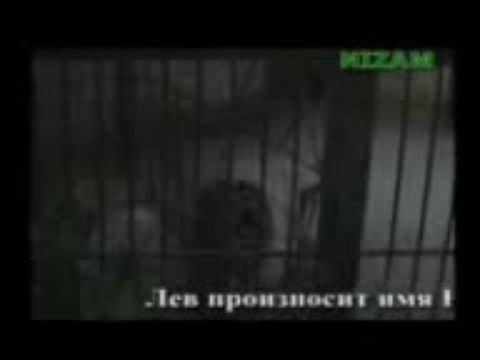 A LION CALLING ALLAH !!! - YouTube