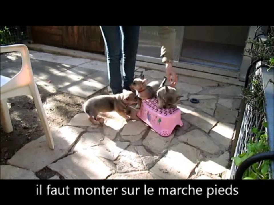 montage élevage chiots