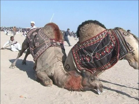 Violents combats de dromadaires au Pakistan