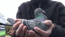 6530, 8297, 8486, 8300, rezerwacja mlodych, KULBACKI RACING PIGEON STUD- Hodowla Gołębi Sportowych