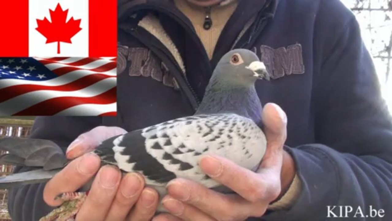PIGEON SHIPPING TO CANADA & USA KULBACKI GOLEBIE SPORTOWE YOUTUBE