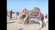 Briga de camelos no Paquistão
