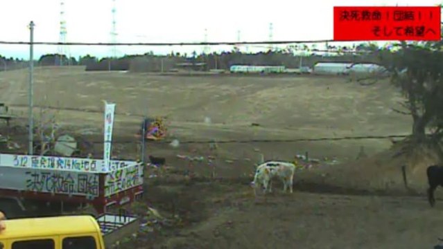 2014-01-15 0635 牧場１号機　ガガちゃん、チビちゃん、黒牛さんとの三角関係