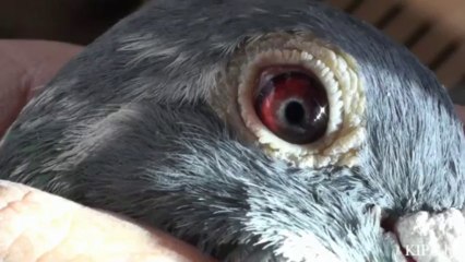 6657 Syn Ramsesa Daughter of sister Pantani Karel Meulemans Arendonk KULBACKI RACING PIGEON STUD