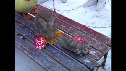 La tortuga finalmente le ganó a la liebre