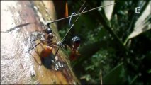 L'organisation secrète des fourmis