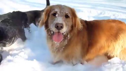 Des chiens d'un refuge jouent dans la neige après la tempête aux USA