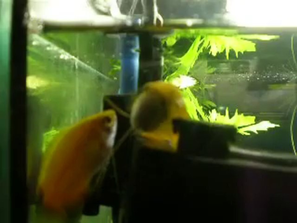 Gold Honey Dwarf Gourami Breeding N°1