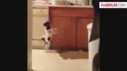 Sevimli Köpeğin Müthiş Dansı