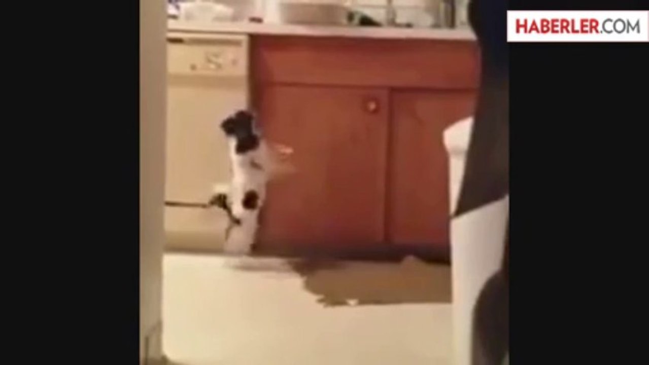 Sevimli Köpeğin Müthiş Dansı