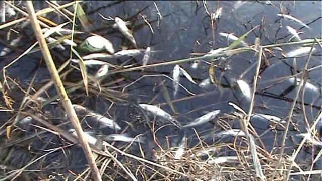 Aydın'ın Akçay Nehrinde Ölü Balıklara Rastlandı