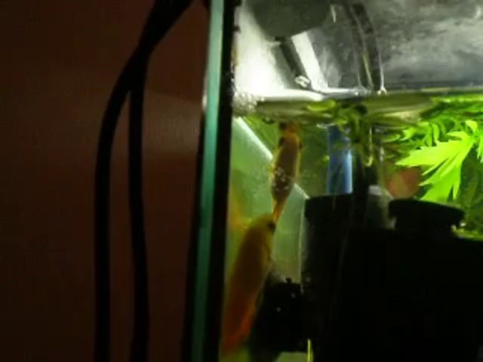 Gold Honey Dwarf Gourami Breeding N°2